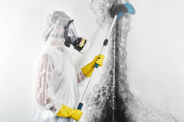 Best Real Estate Mold Inspection  in Salem, MA